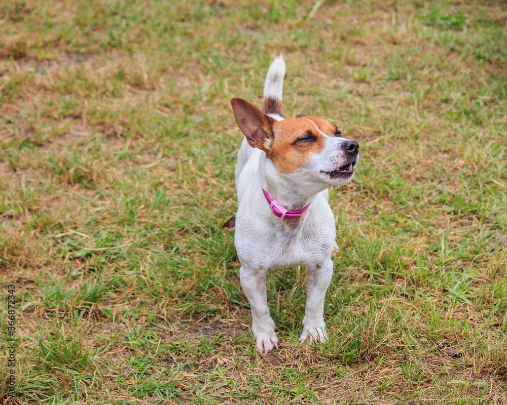 Jack Russell terrier puppy on a lawn