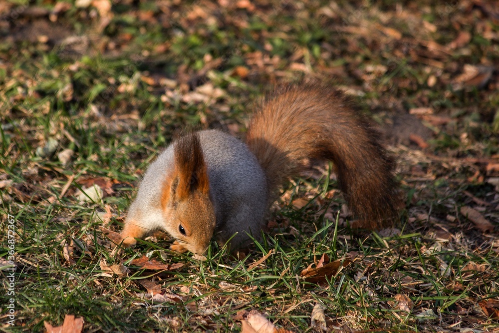 Adorable squirrel at autumn park Adorable squirrel at autumn park