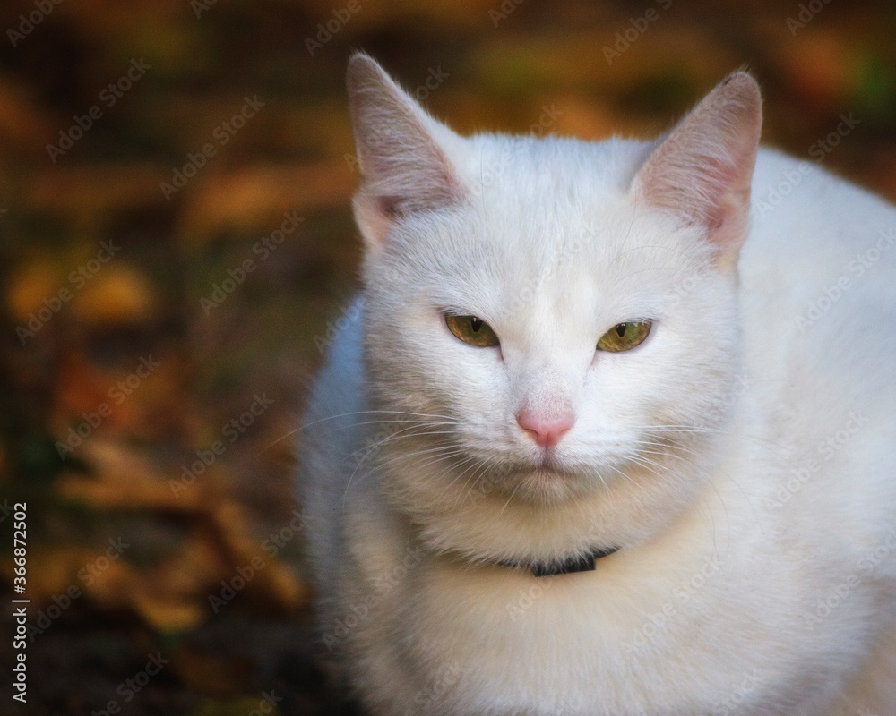 Beautiful white cat walk at autumn garden Beautiful white cat walk at autumn garden