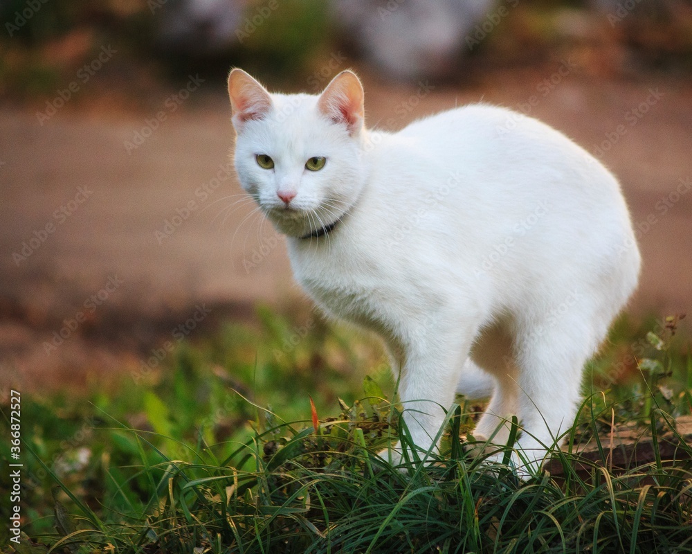 Beautiful white cat walk at autumn garden