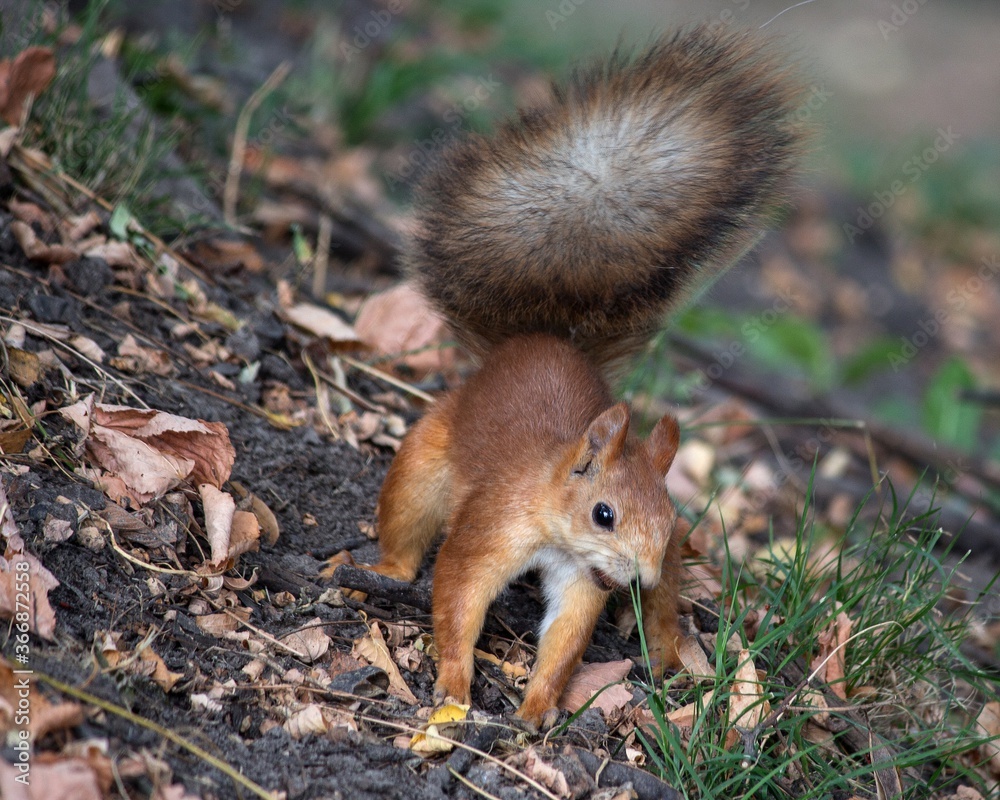 Adorable squirrel at autumn park Adorable squirrel at autumn park