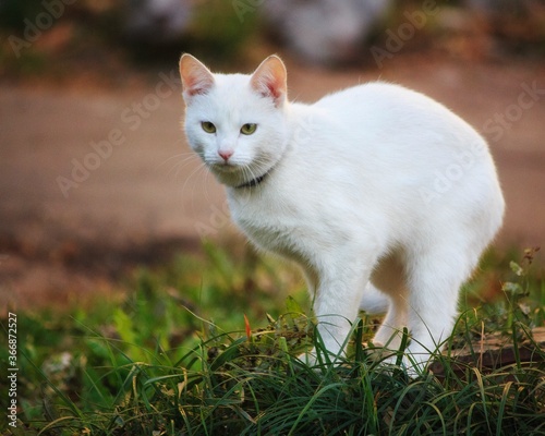 Beautiful white cat walk at autumn garden