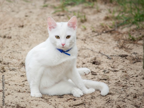 Beautiful white cat for a walk