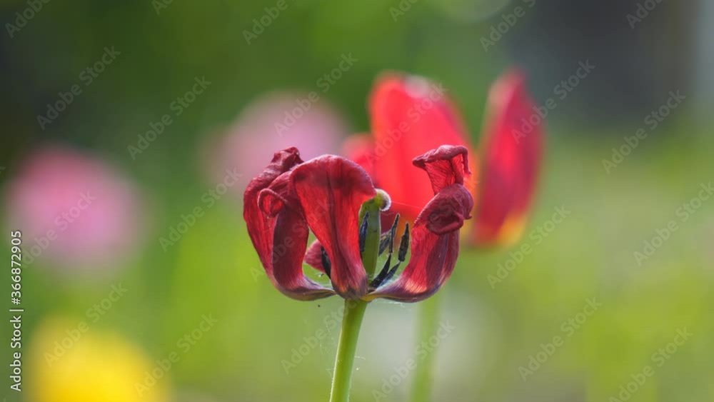 Red wilted flower Tulip in the garden bed Red wilted flower Tulip in the garden bed