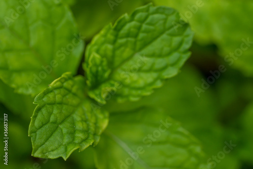 Mint leaves  herbs or vegetables  plants are useful in cooking as herbs and extracted into the smell peppermint.