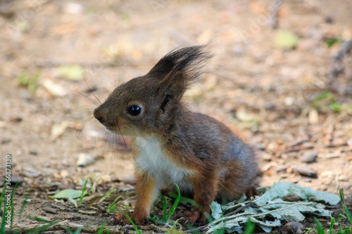 Adorable squirrel at autumn park