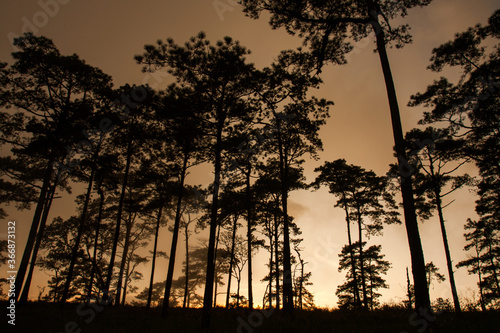Pine silhouette and Sunset