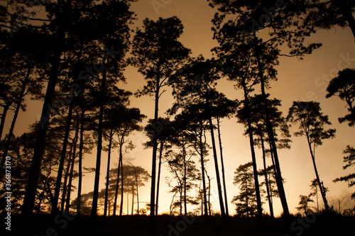 Pine silhouette and Sunset