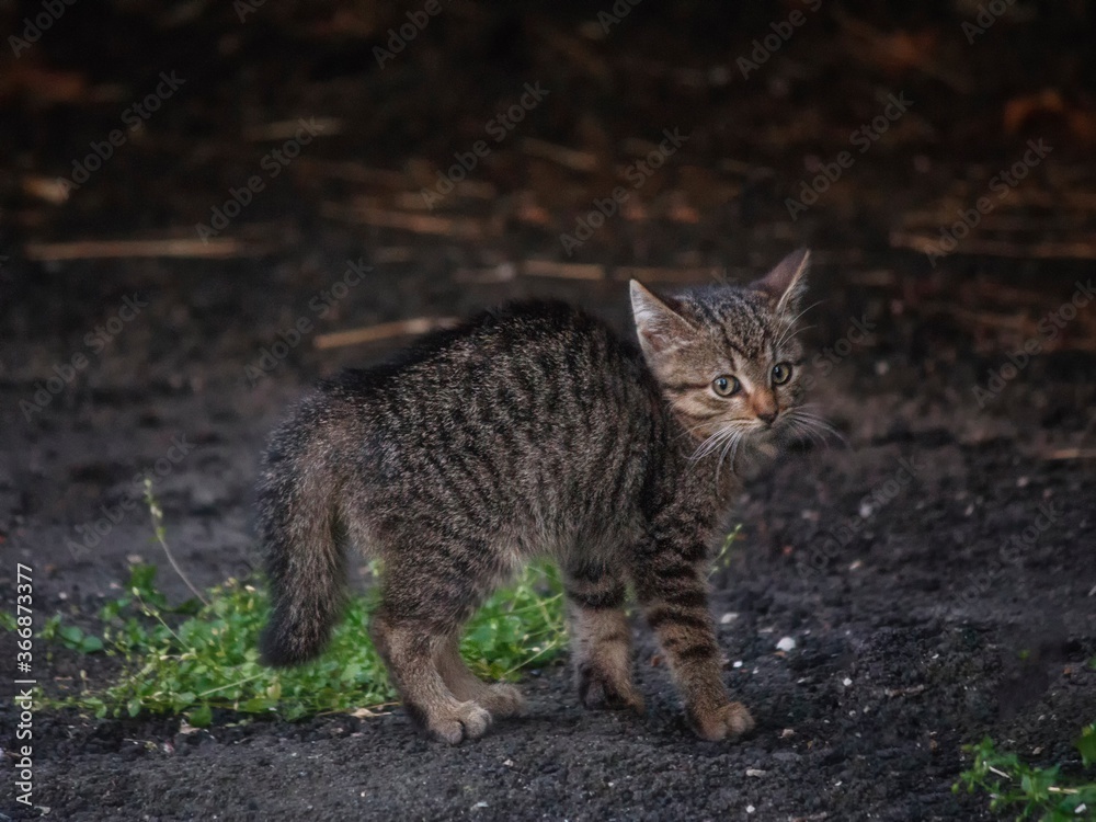 Walking tabby kitten on the grass Walking tabby kitten on the grass