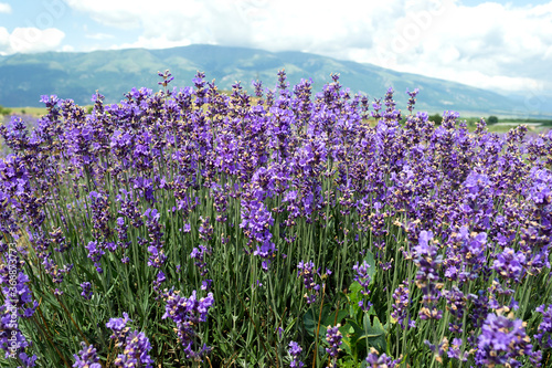 Lavender in Bulgaria © Atanaska