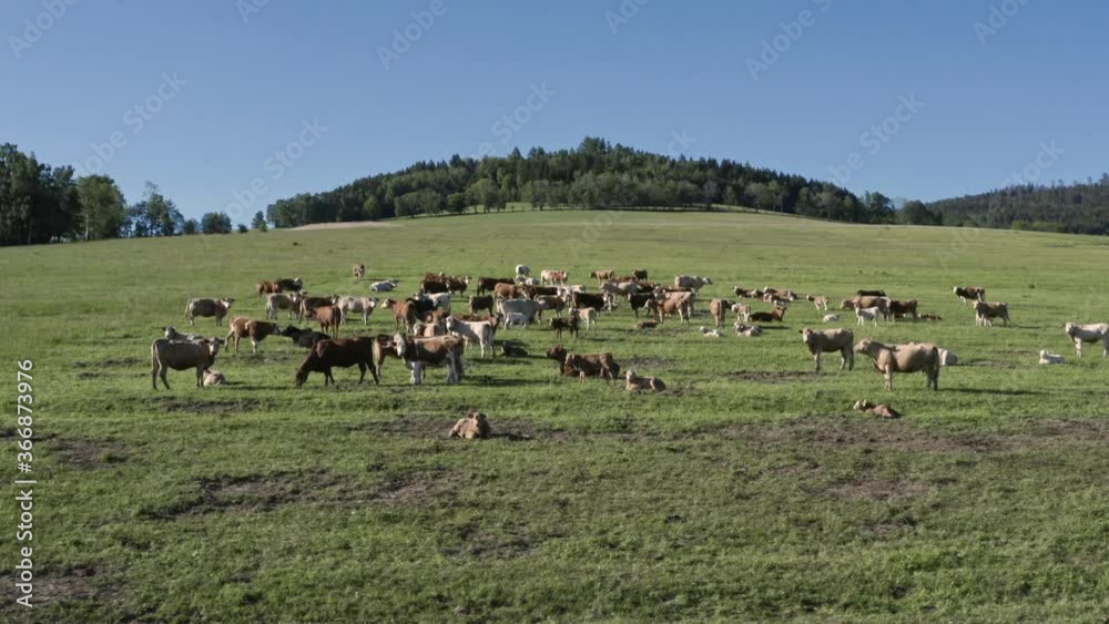 custom made wallpaper toronto digitalTruck 4k shot of a herd of cows standing and grazing on a grassy plain in the countryside of Dolní Morava, Czech Republic with trees in the background. Herd of cattle grazing in a field in Czechia.