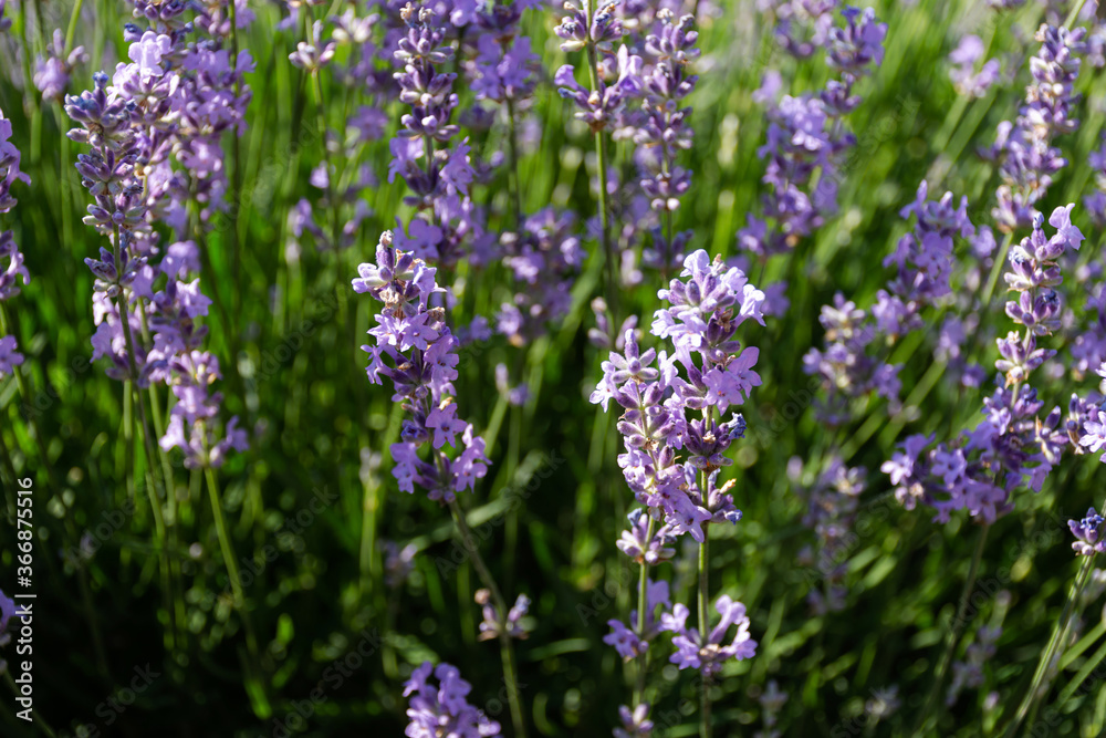 Closeup of lavender flowers. Blooming lavender close-up. Beautiful purple lavender flowers in sunlight. Closeup of lavender flowers. Blooming lavender close-up. Beautiful purple lavender flowers in sunlight.