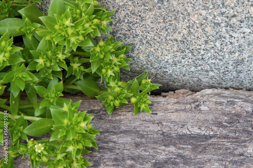 gray stone, green grass and aged wood textured natural contrasting background