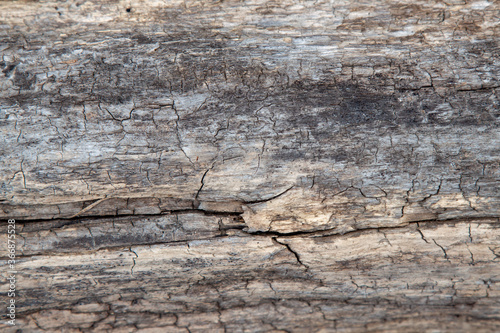 wooden texture background macrophoto aged