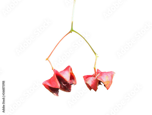 Fruits of wahoo (Euonymus maximowicziana) photo