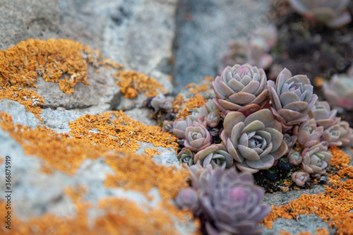 Succulent plants against the background of stones in nature macrophoto textured background
