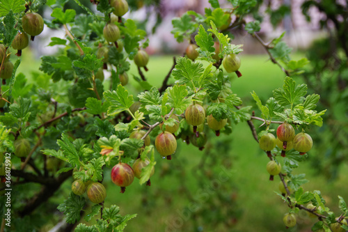 Ripe gooseberries. Bunch of gooseberries on a branch. Fresh green gooseberries. Gooseberries in the orchard on a shrub. Gooseberries background.	