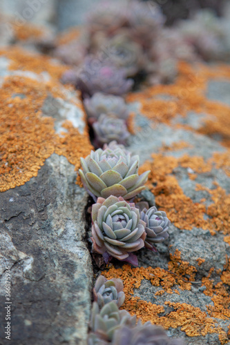 Succulent plants against the background of stones in nature macrophoto textured background