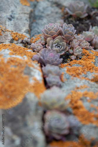 Succulent plants against the background of stones in nature macrophoto textured background
