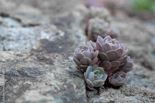 Succulent plants against the background of stones in nature macrophoto textured background