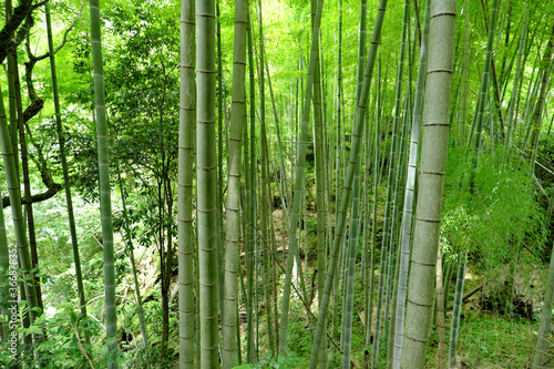 山に生える自然な竹薮の風景