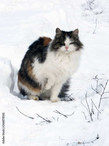 Full-length portrait. The cat is sitting in the snow. Winter background close-up. Cold season