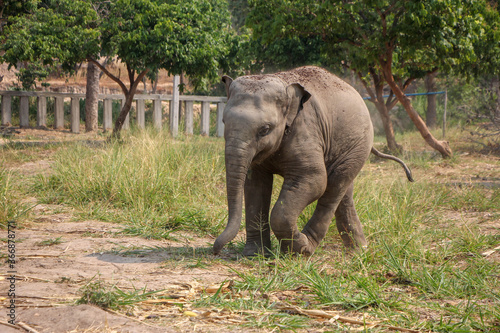 Thai elephants in the big forest