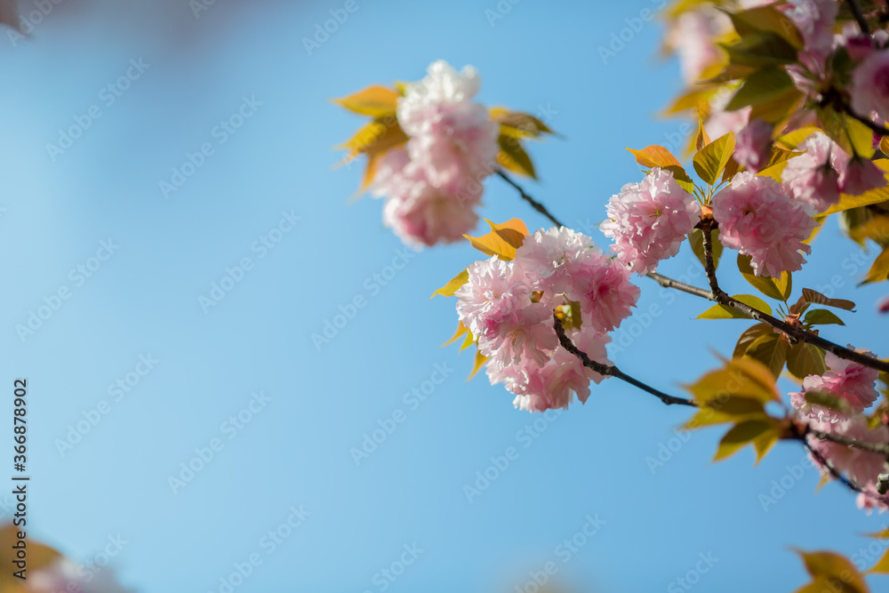 beautiful pink flowers in spring beautiful pink flowers in spring