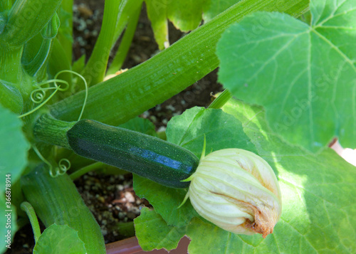 Close up on zuchinni squash ripening on the plant, flower still attached.