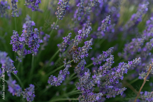 lavender fields