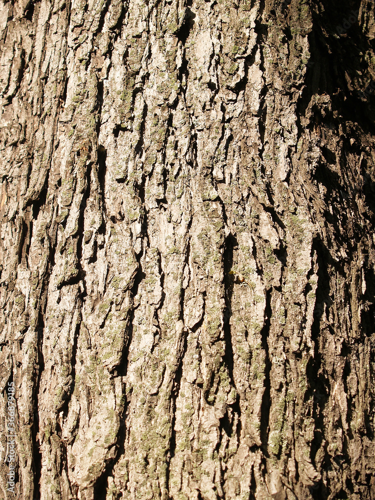 The beautiful bark with green moss The beautiful bark with green moss