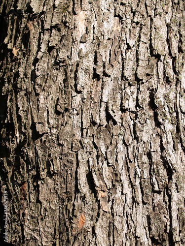 The beautiful bark texture