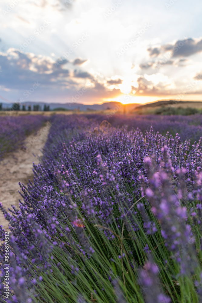 Fototapeta premium sunset of a lavender field