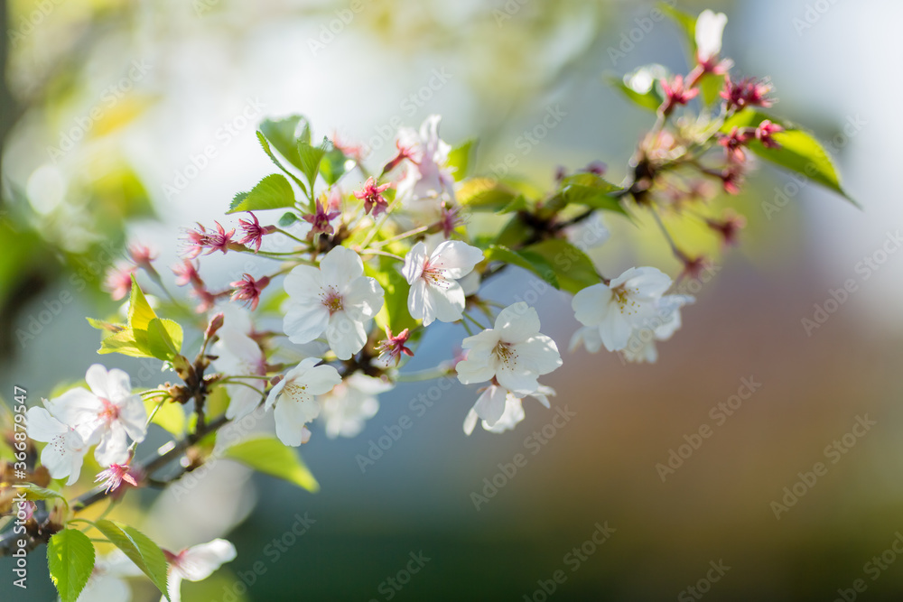Fototapeta premium Cherry blossom in spring for background or copy space for text