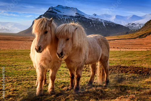 The Icelandic horse - a breed of horse developed in Iceland in sunset