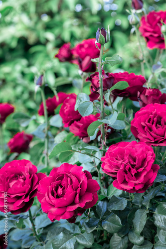 Beautiful roses  close-up shot. Home garden detail.