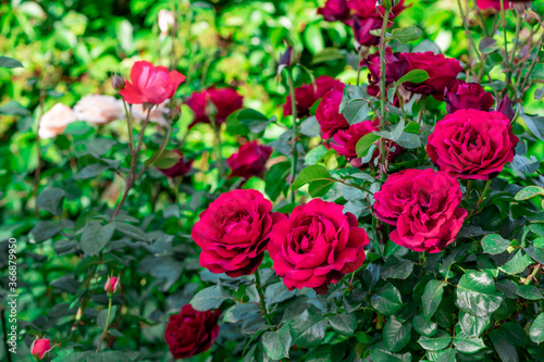 Beautiful red roses in a garden