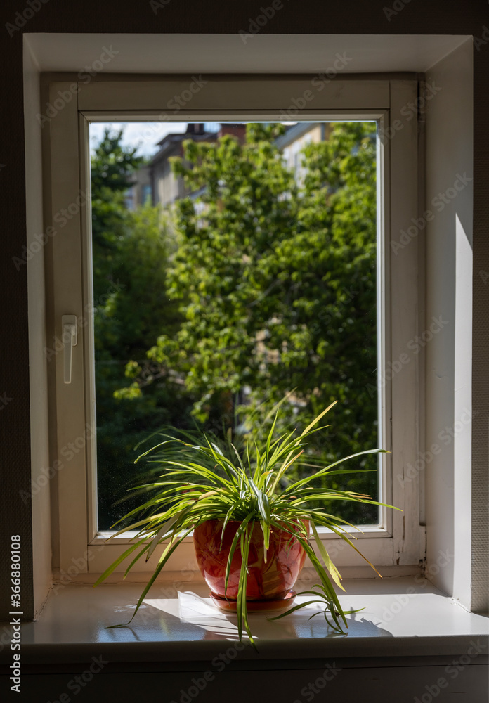 window to the street with a green flower on the sill