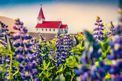 Captivating morning view of Vikurkirkja (Vik i Myrdal Church) with Reynisdrangar on background, Vik location. Attractive summer scene of Iceland with field of blooming lupine flowers.
