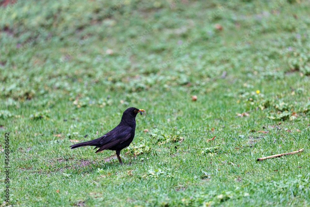 Blackbird walking on the grass in park Blackbird walking on the grass in park