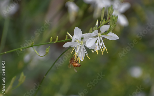 White Gaura (Beeblossom) in bloom with a honey bee. photo
