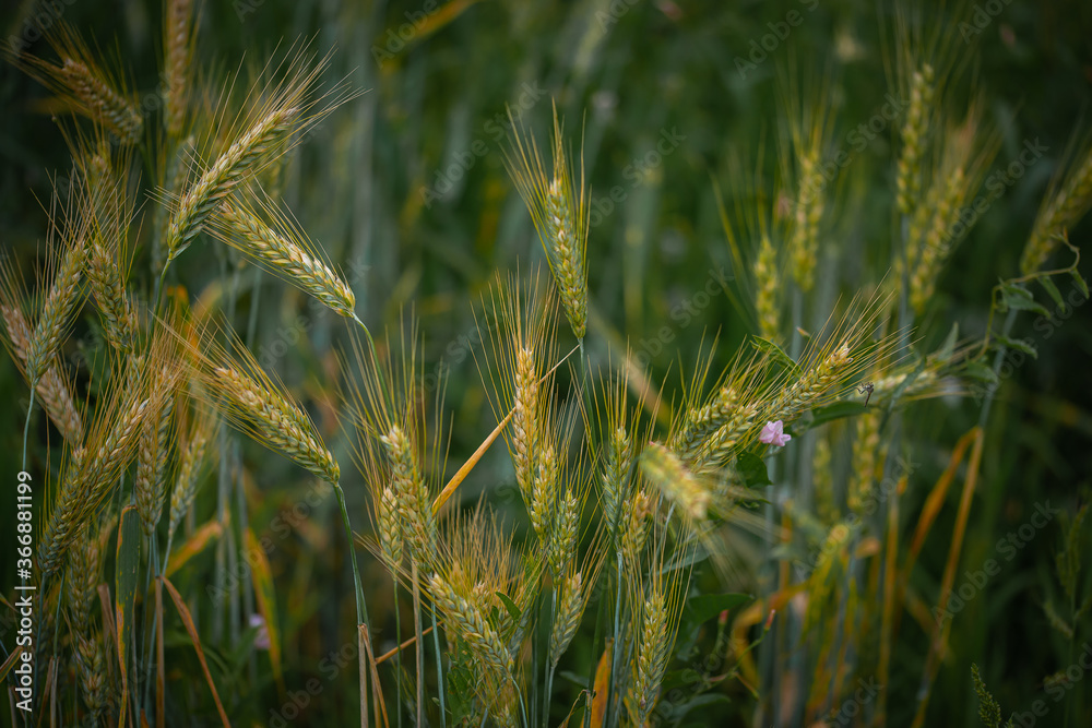 rye crop maturing in the field rye crop maturing in the field