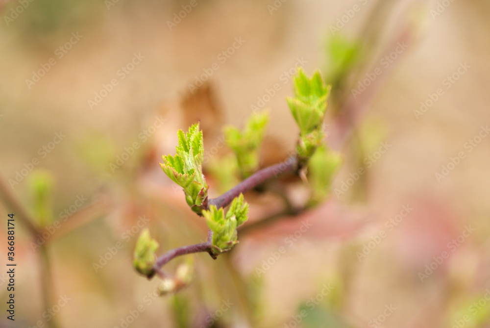 新しい「芽」が内に秘めた希望とエネルギー 新しい「芽」が内に秘めた希望とエネルギー