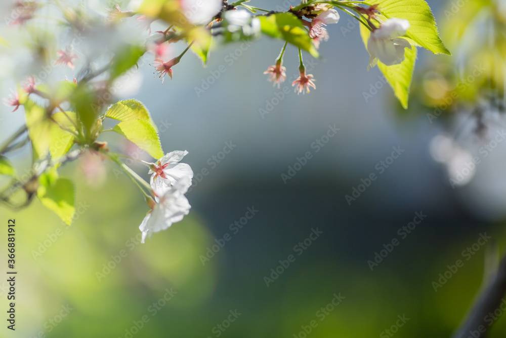 Obraz premium beautiful pink flowers in spring