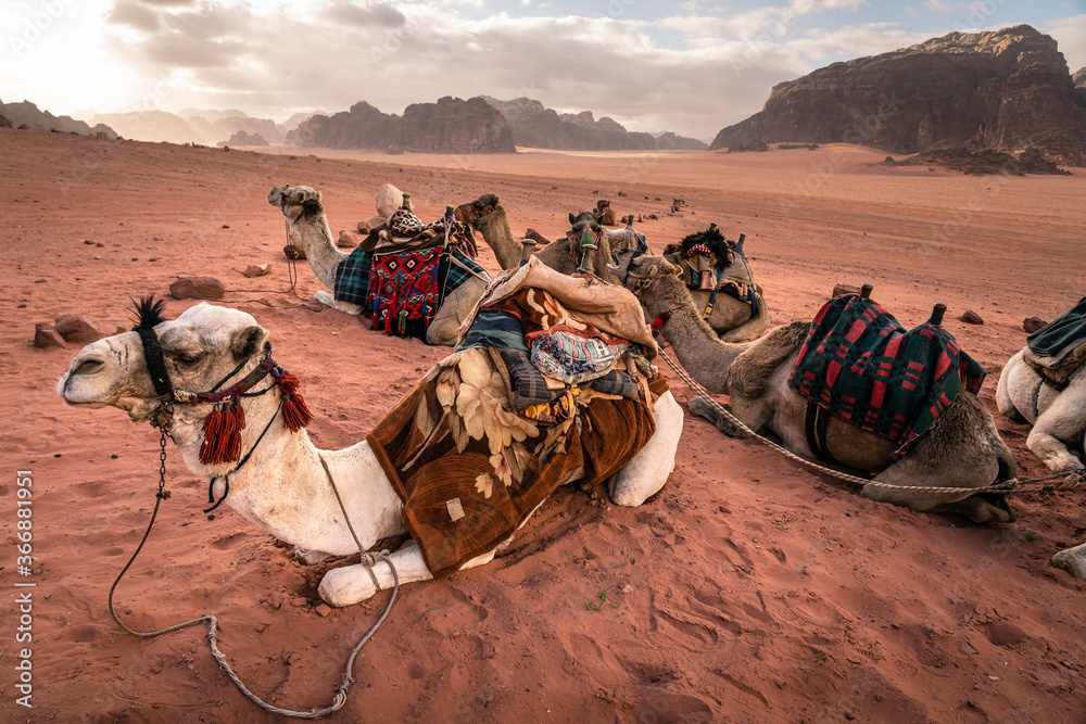 Fototapeta premium Camels sitting in Wadi Rum desert in a morning, famous red sand desert in Jordan, Arab