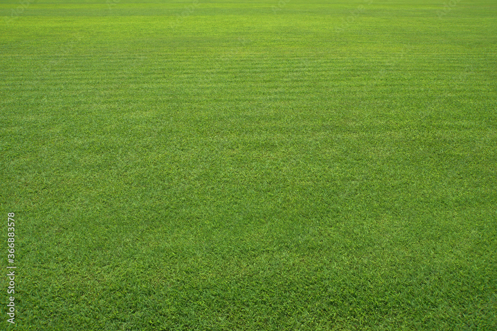 Naklejka Large green lawn. Very Clean Lawn, Grass texture background. Grass surface for product display arrangement. Green Background, Golf Course, Vast grassland, Meadow, Green grass, court, Football field,
