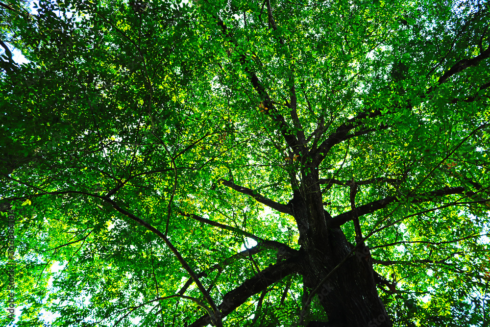 Fototapeta premium tree in the forest