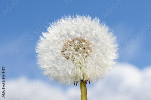 A fluffy dandelion against a clear blue sky in summer sunlight