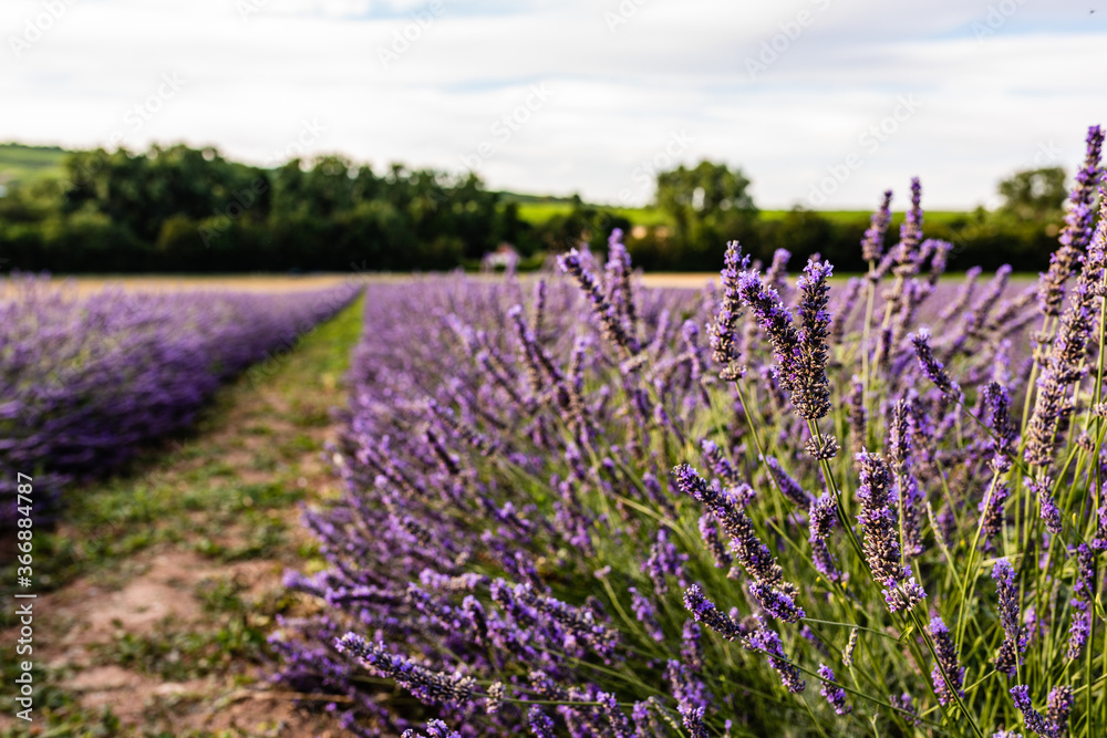 Obraz premium field of lavender