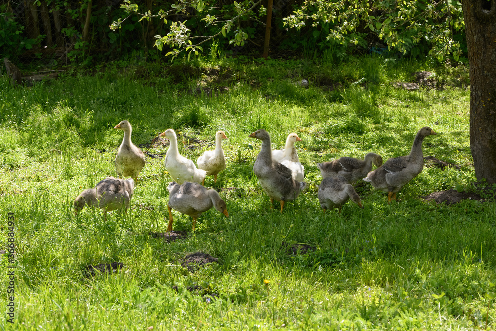 small goslings graze on the green grass under a tree small goslings graze on the green grass under a tree